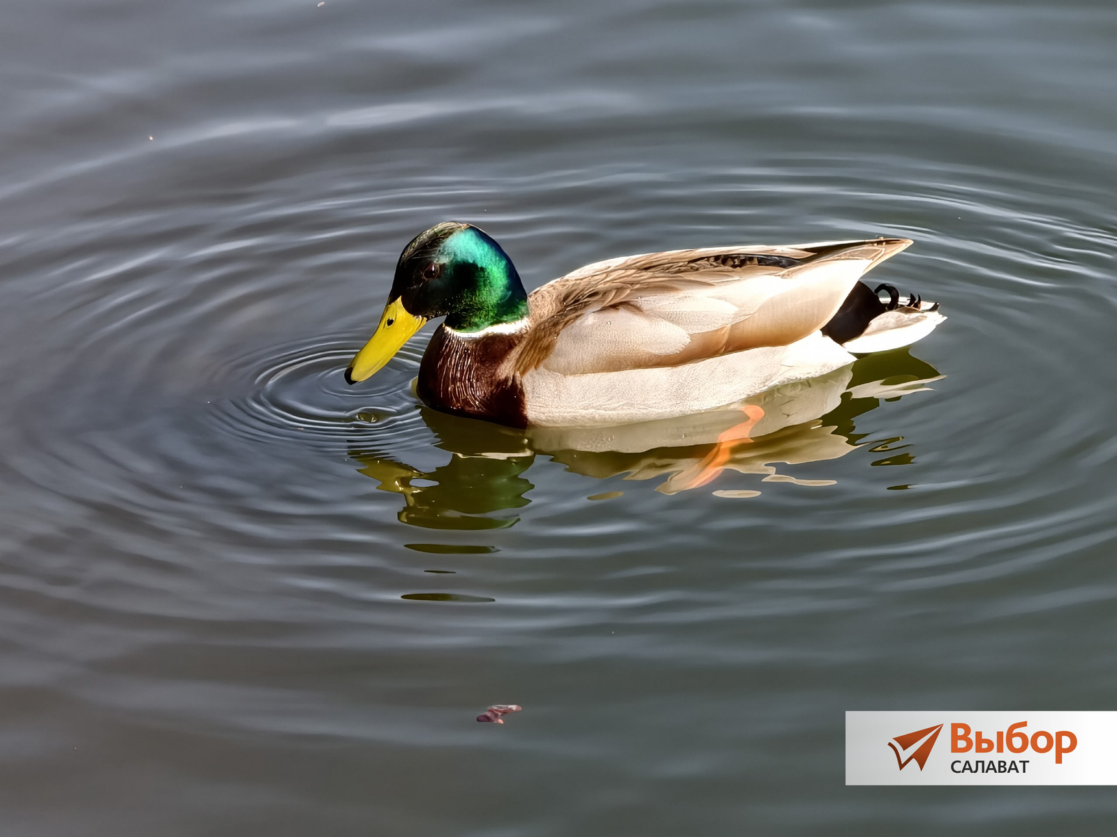На пруд в парке Салавата прилетели дикие утки