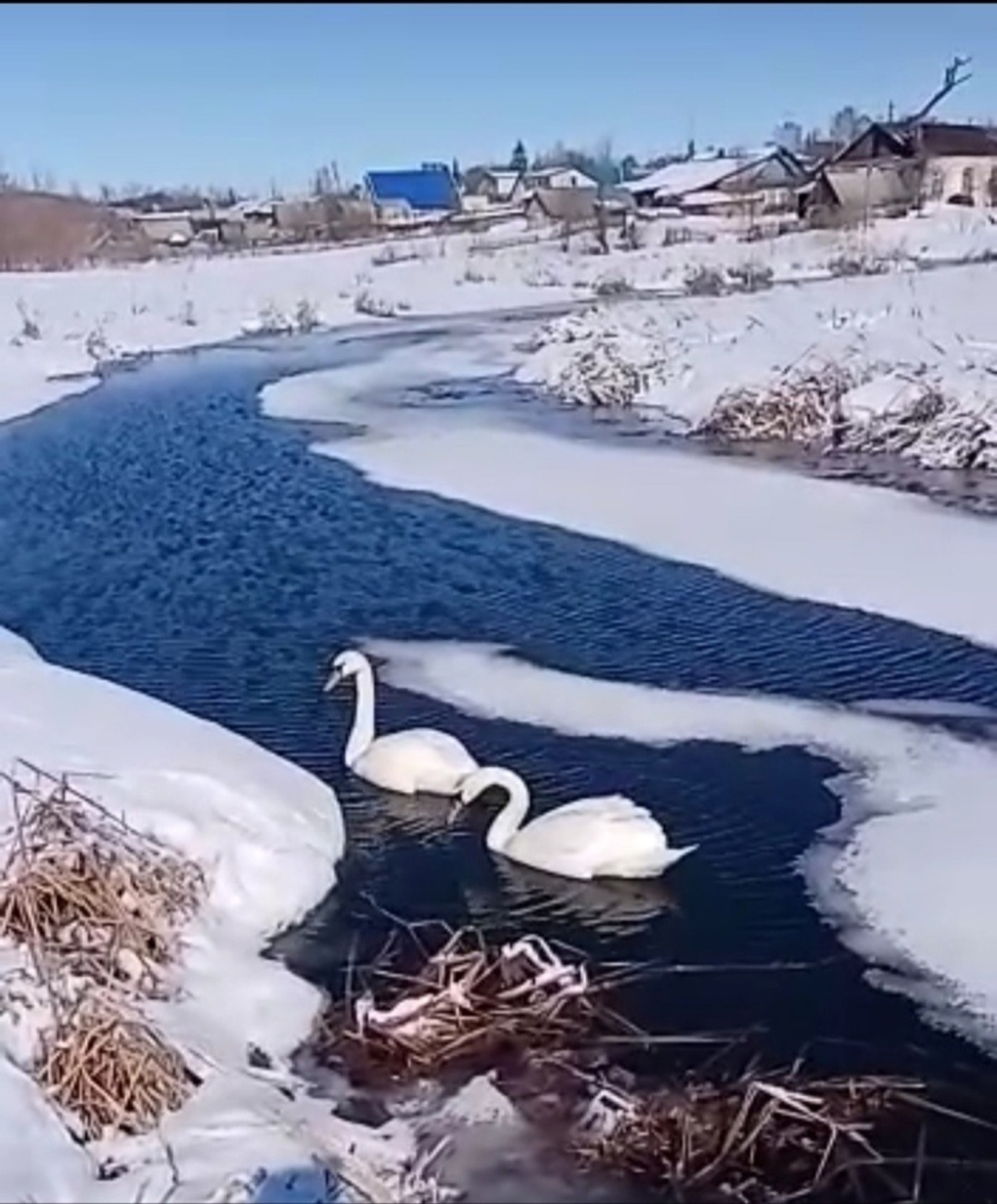 В Башкирию возвращаются лебеди после зимовки в теплых краях