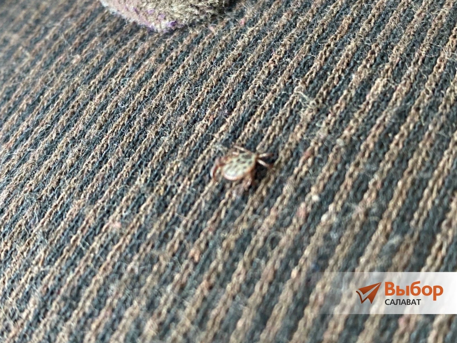 Где в Башкирии укус клещей чаще приводил к заболеваниям?