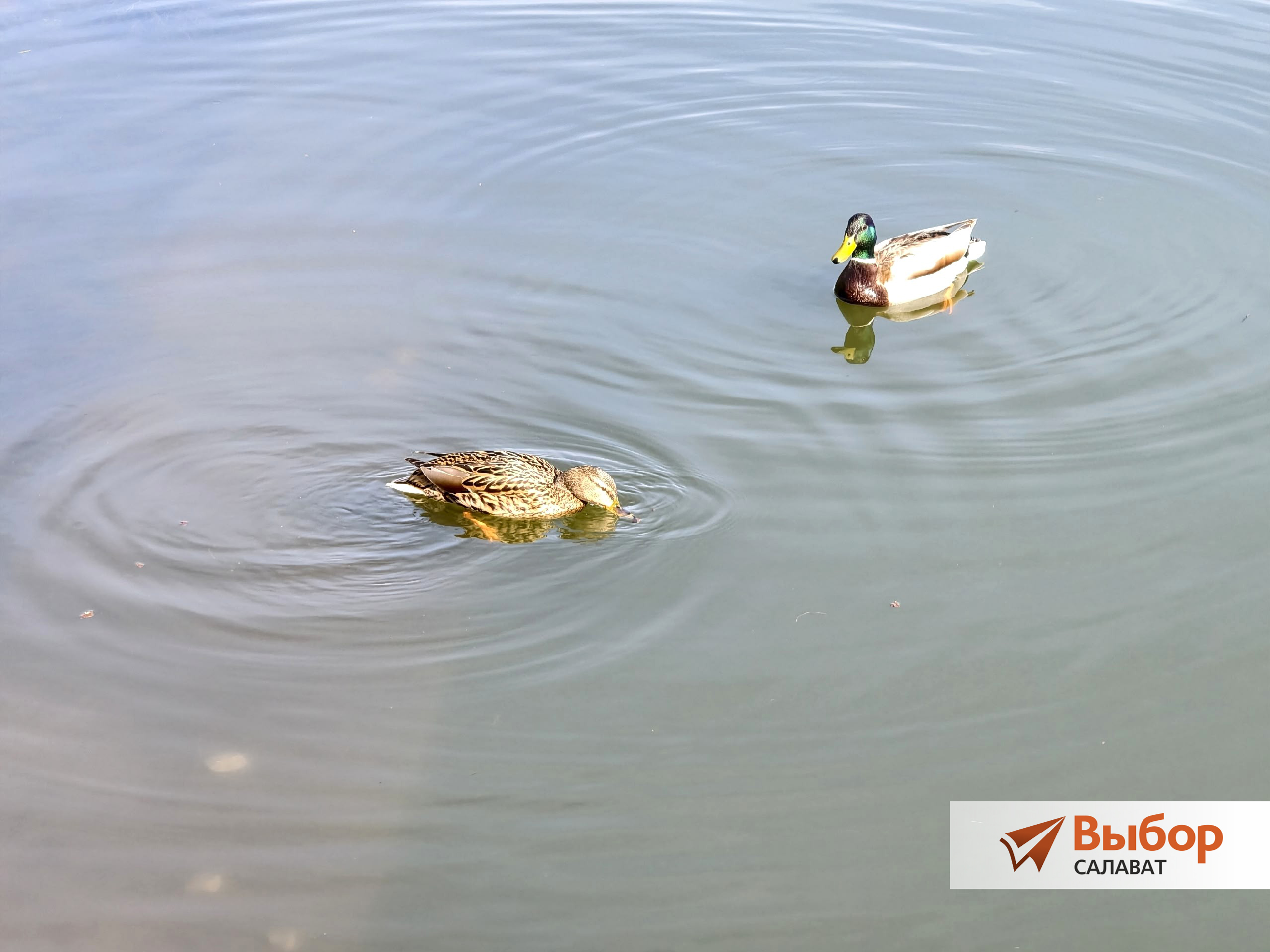 На пруд в парке Салавата прилетели дикие утки