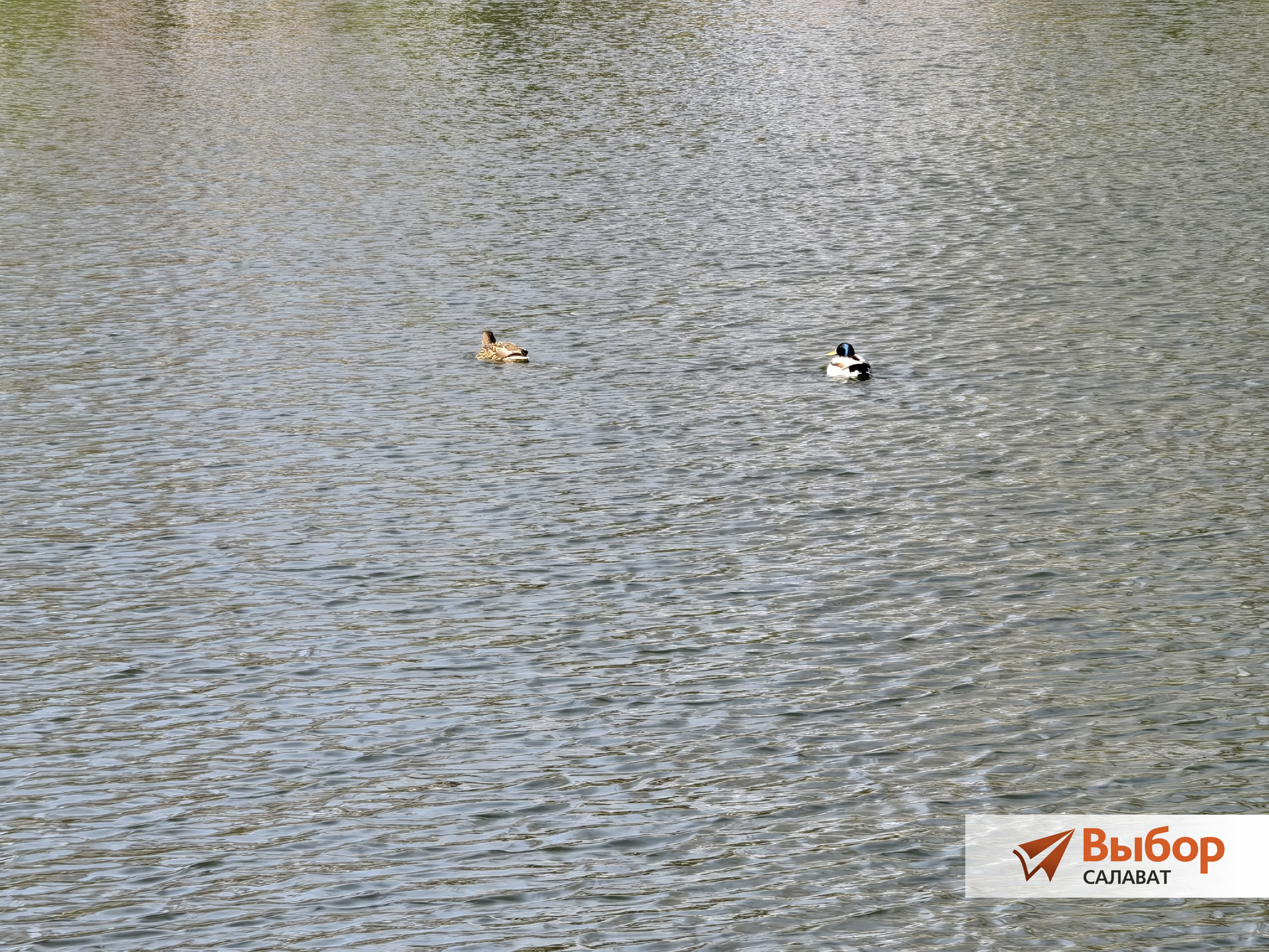 На пруд в парке Салавата прилетели дикие утки