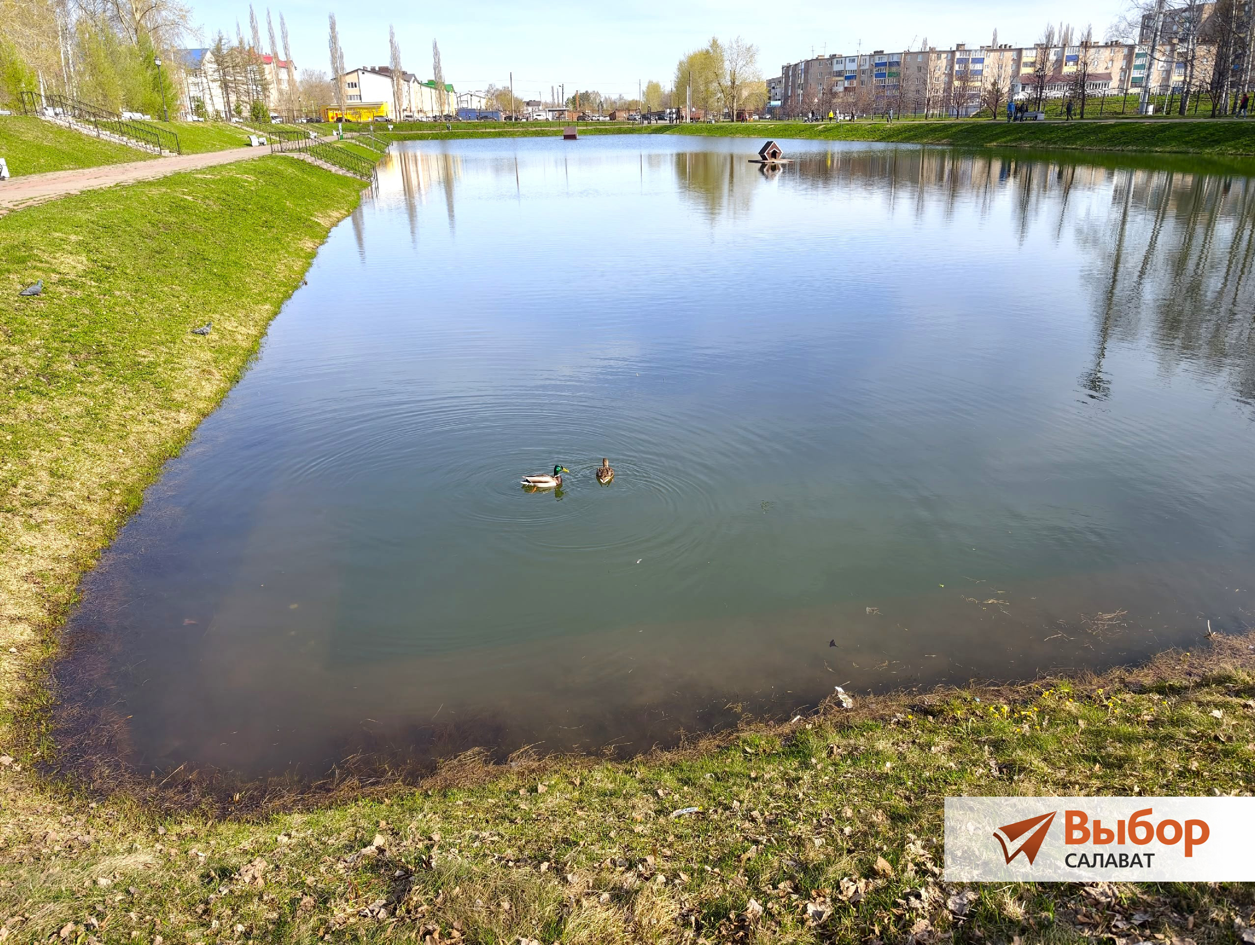 На пруд в парке Салавата прилетели дикие утки