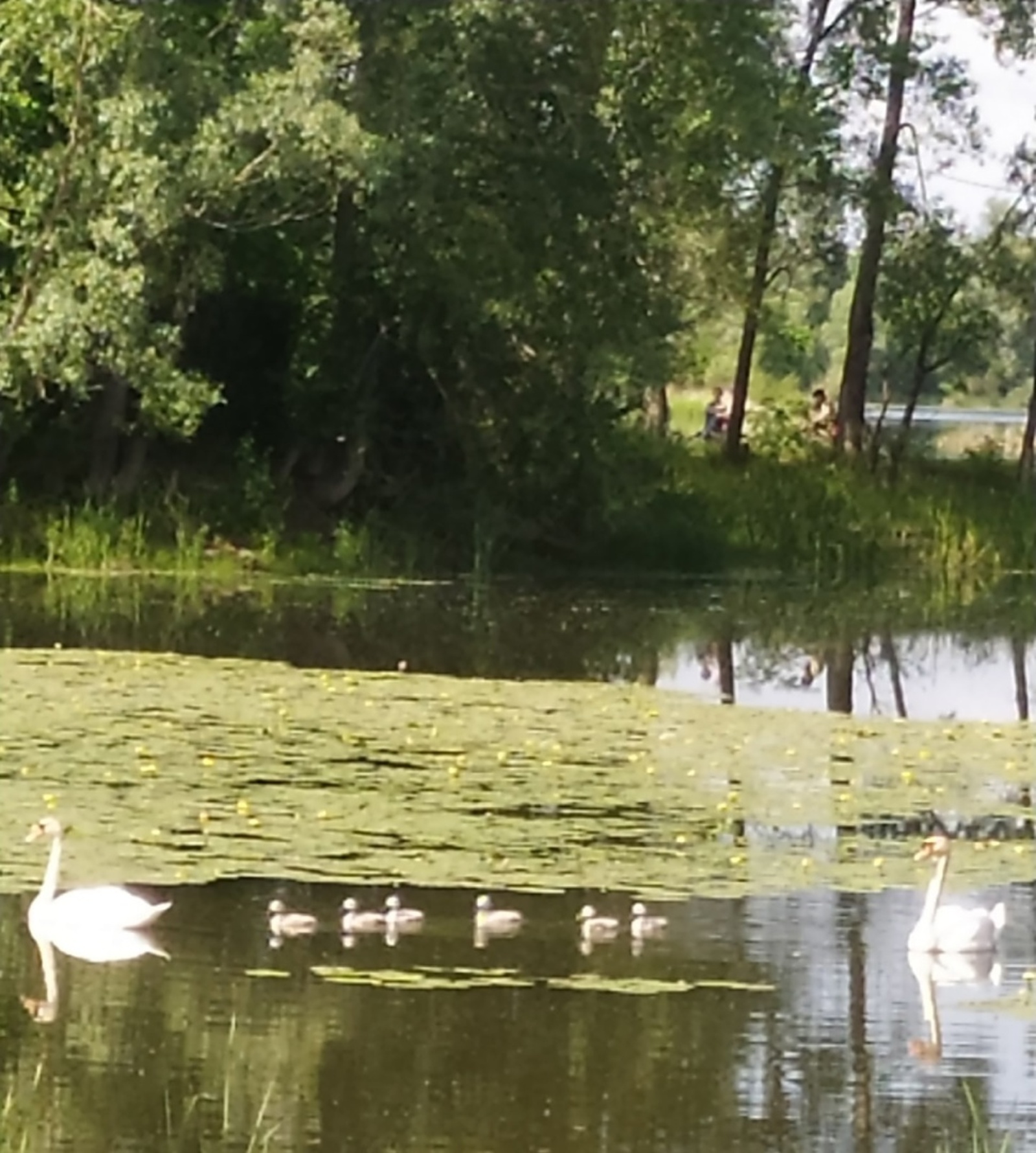 Пара лебедей, которая облюбовала одно из озер города Салавата, вывела потомство