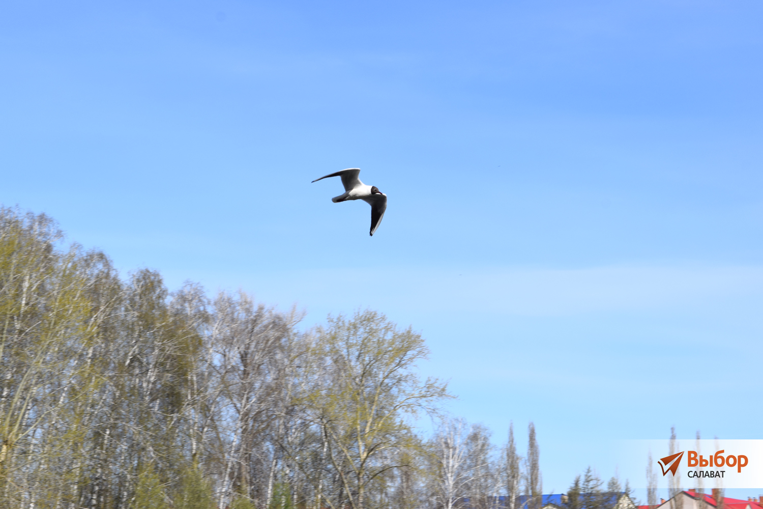 В Салавате прошла акция «Зелёная Башкирия»